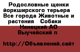 Родословные щенки йоркширского терьера - Все города Животные и растения » Собаки   . Ненецкий АО,Выучейский п.